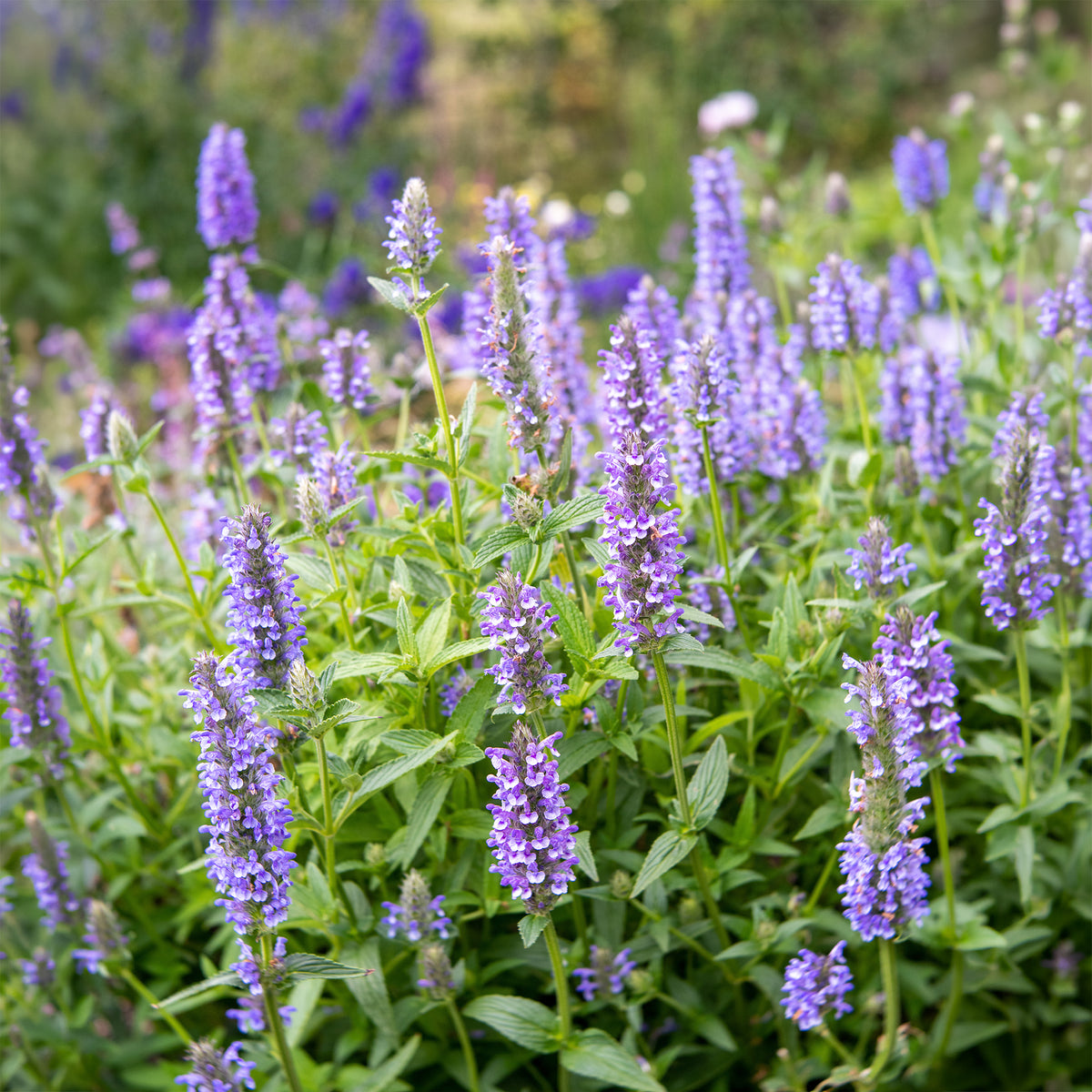 Geaderte Katzenminzen - Nepeta nervosa - Bakker