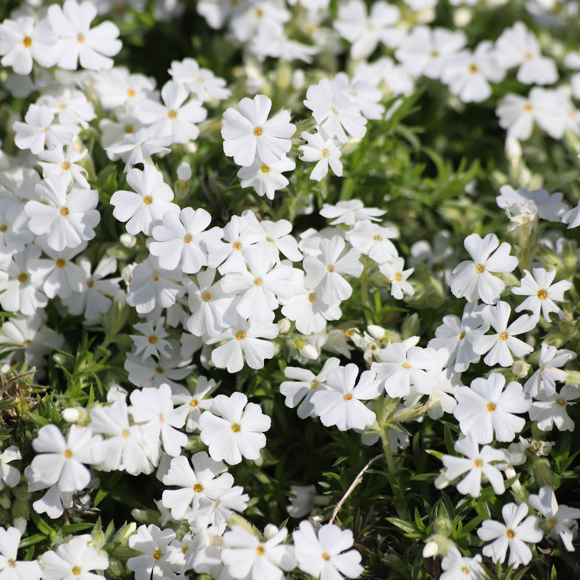 Phlox subulata White Delight - Teppich-Flammenblume 'White Delight' - Phlox