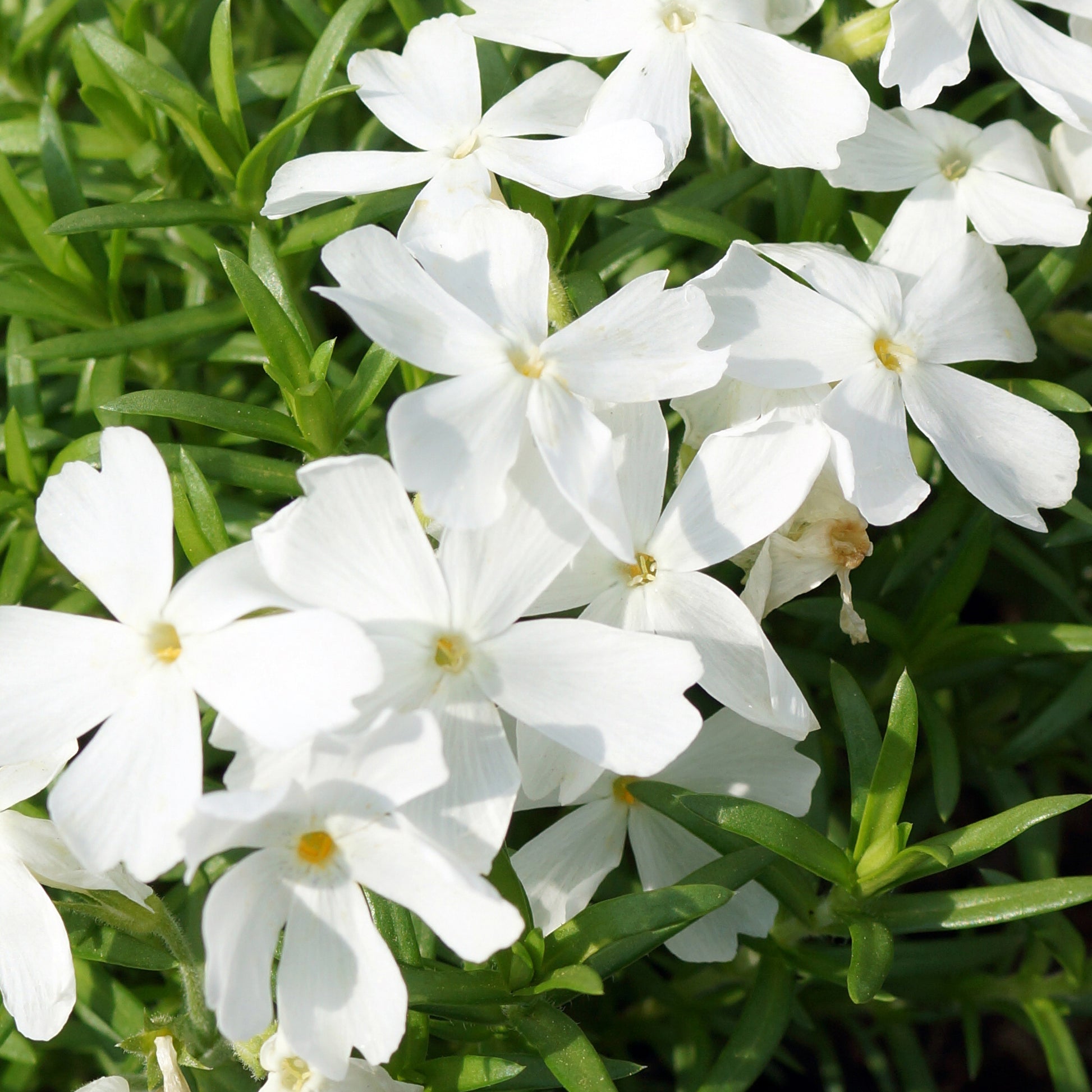Teppich-Flammenblume 'White Delight' - Phlox subulata White Delight - Bakker