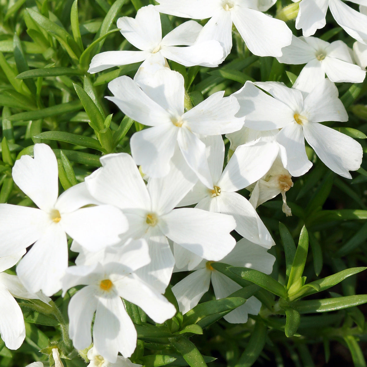 Polster-Phlox ‘White Delight’ - Phlox subulata White Delight - Bakker