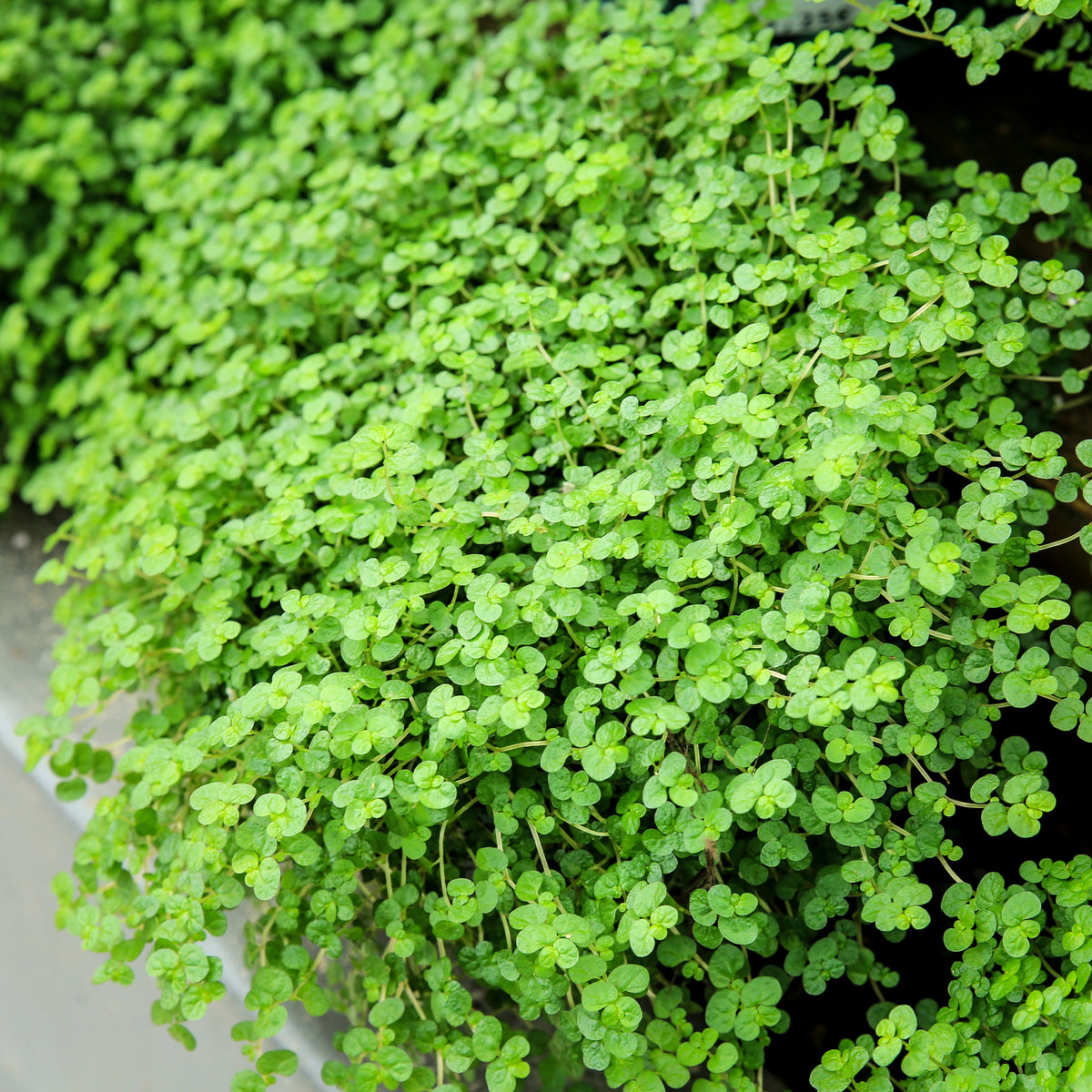 Bubikopf - Pratia angulata - Bakker