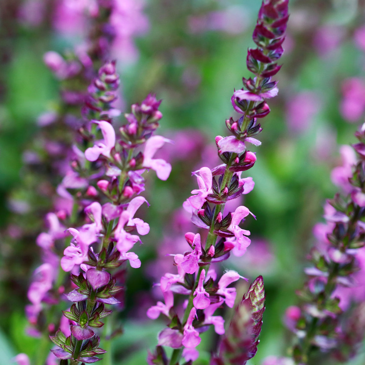 Salvia nemorosa Rose Queen (rosakönigin) - Wald-Salbei Rose Queen - Salbei