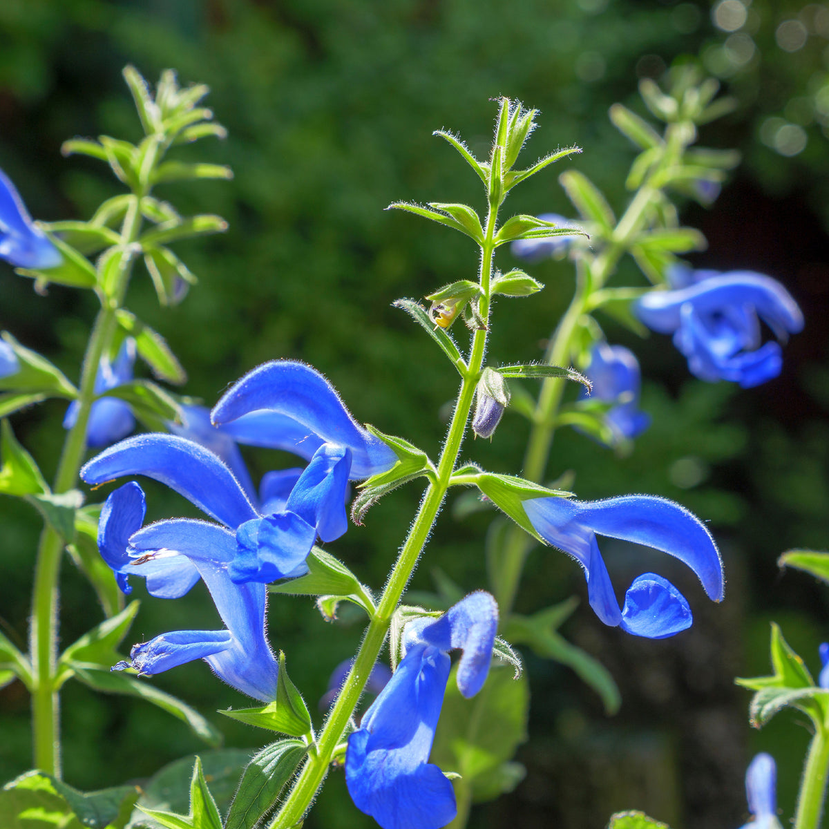 Salvia patens - Mexikanischer Salbei - Salbei