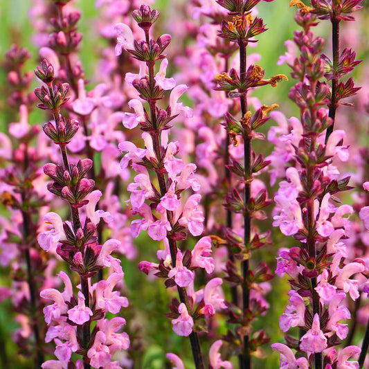 Wiesensalbei Rose Rhapsody - Bakker