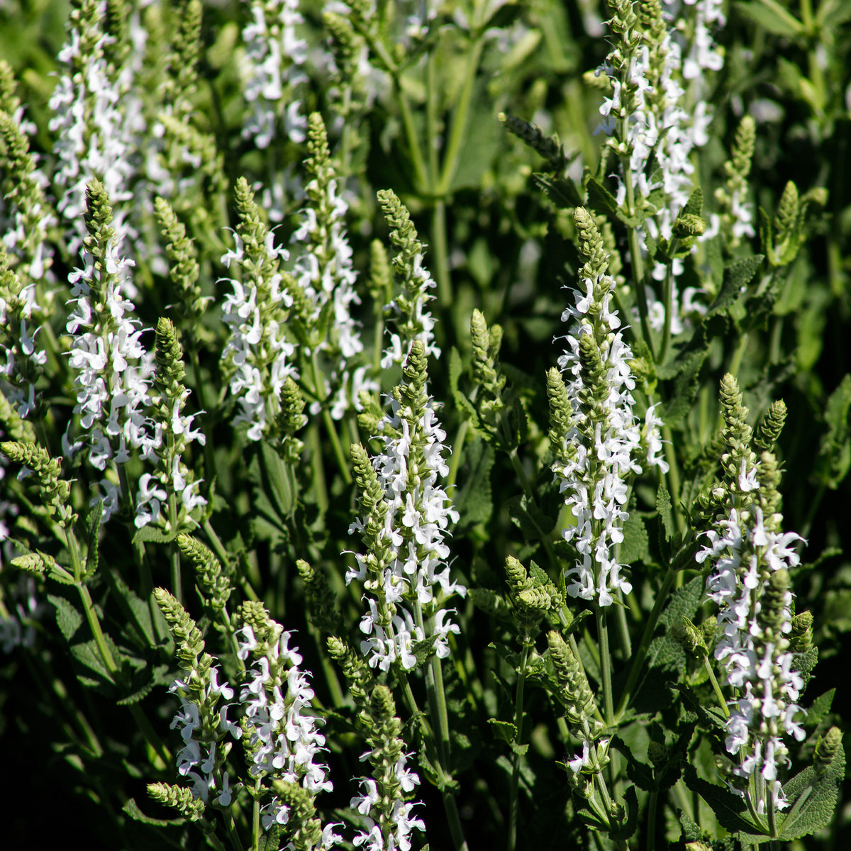 Wiesensalbei Swan Lake - Bakker
