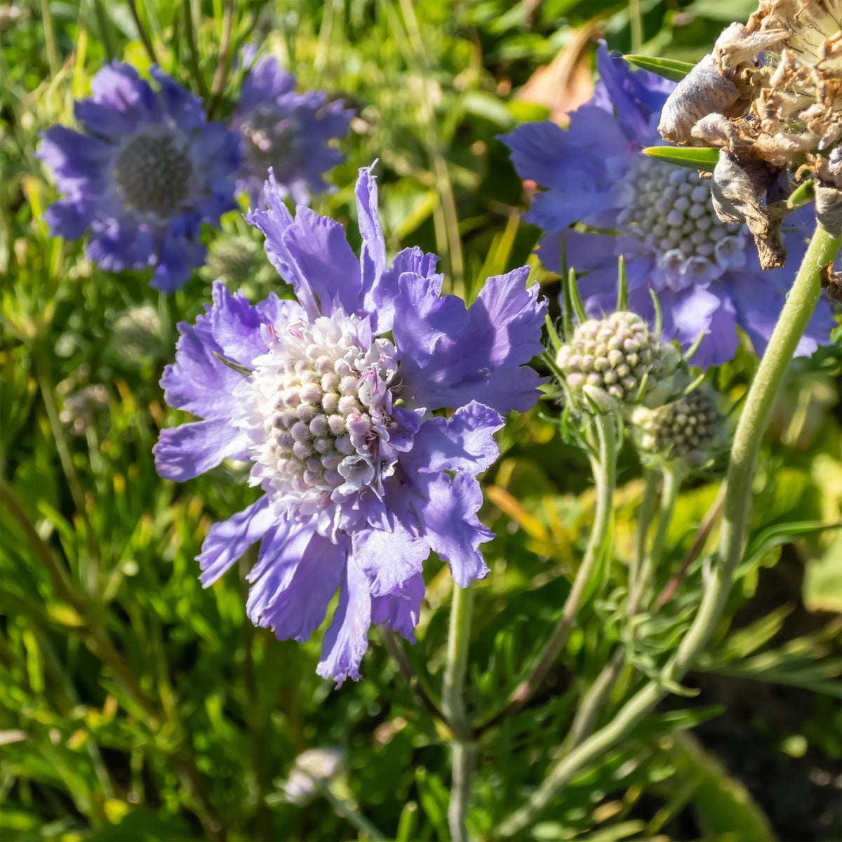 Verkauf 5 rosa und violette Stauden - Molinia caerulea, Pennisetum orientale, Astrantia major, Scabiosa caucasica,Verbena bonariensis