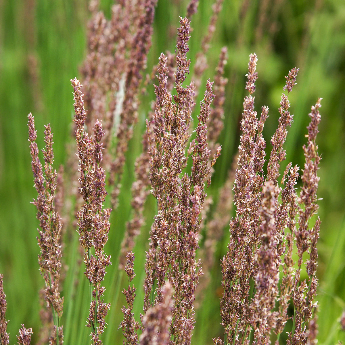 Blaues Pfeifengras Moorhexe - Bakker