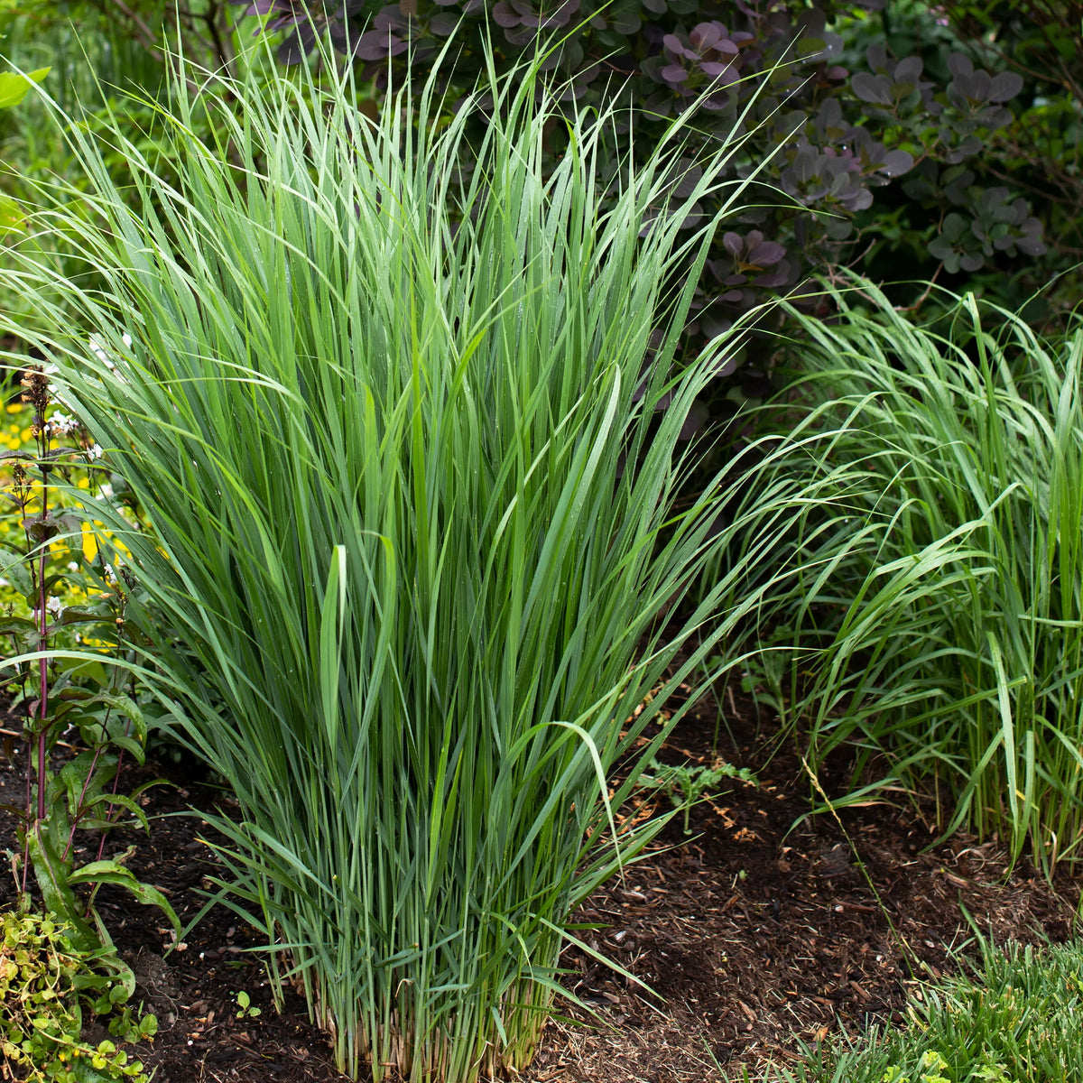 5 Stauden für eine Blumenwiese - Panicum virgatum,Sesleria autumnalis, Allium sphaerocephalon,Veronicastrum virginicum, Sanguisorba officinalis - Bakker