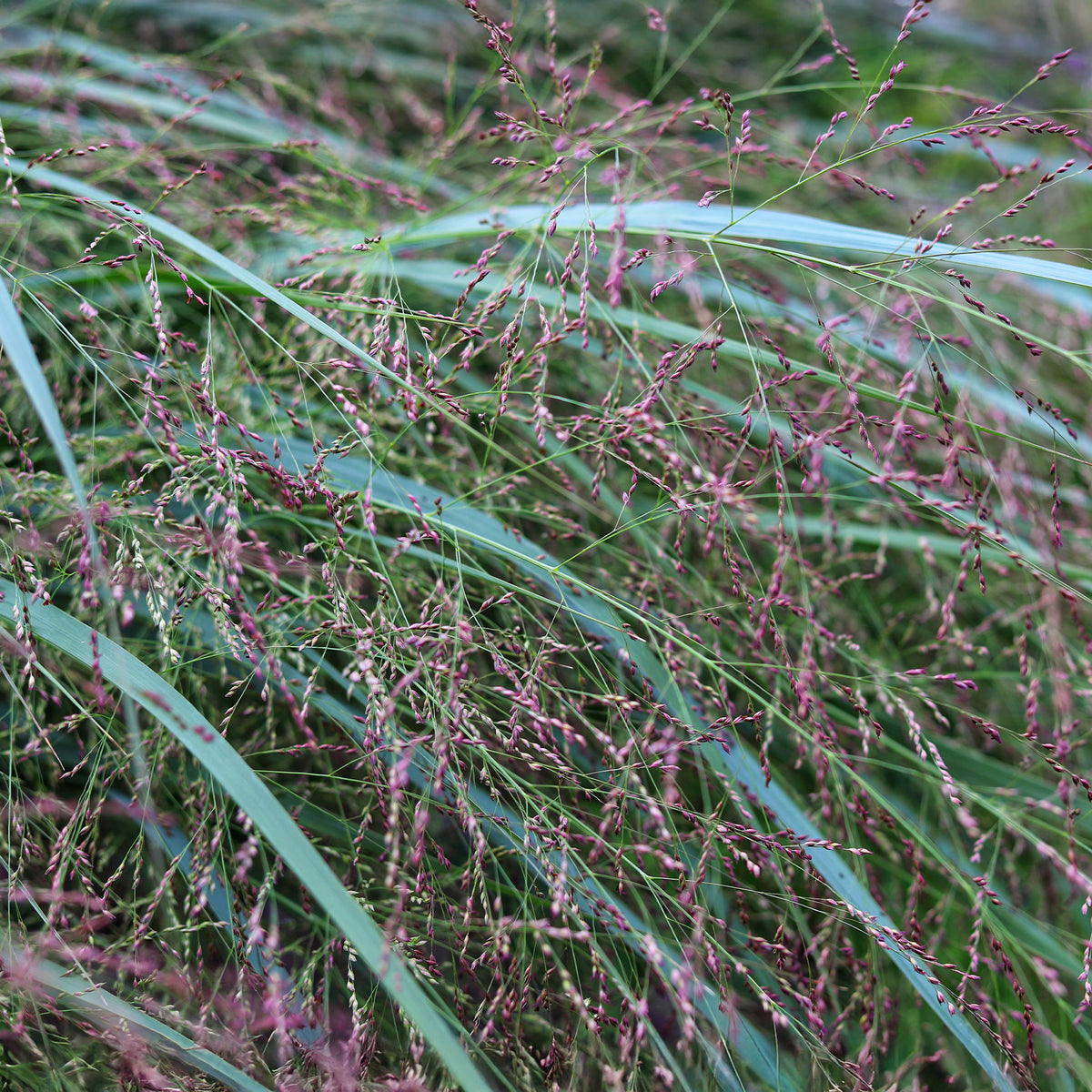 Rutenhirse Squaw - Panicum virgatum Squaw - Bakker