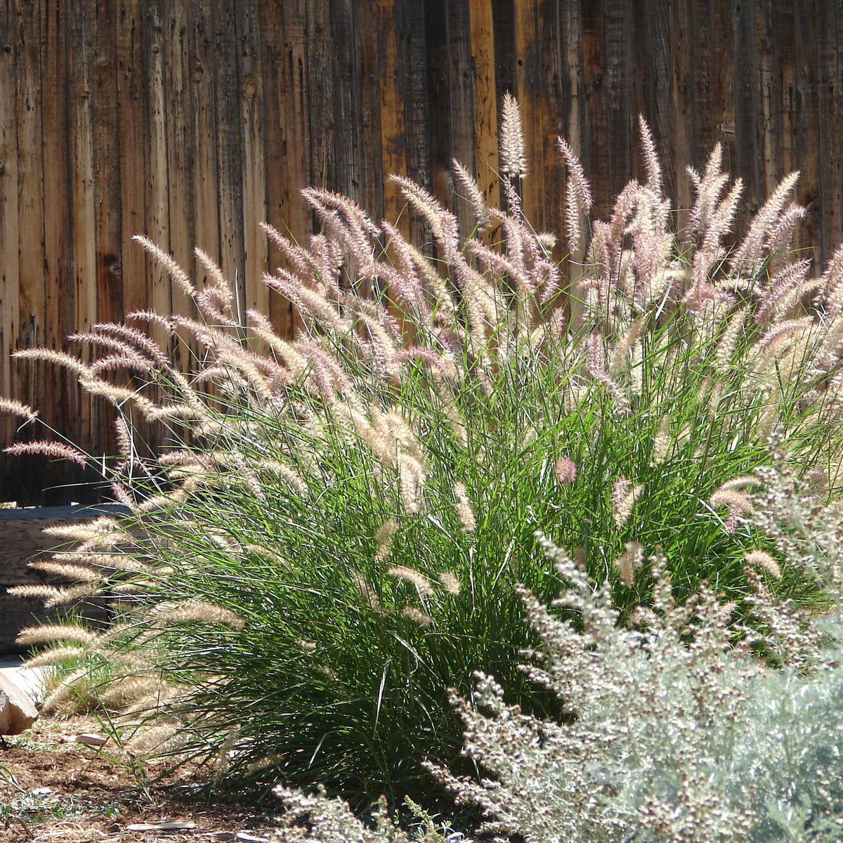 Molinia caerulea, Pennisetum orientale, Astrantia major, Scabiosa caucasica,Verbena bonariensis - 5 rosa und violette Stauden - Stauden