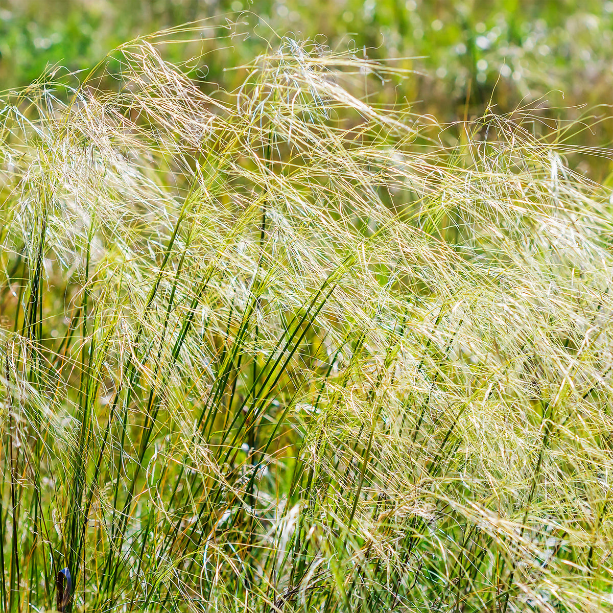Stipa - Federgras - Stipa capillata
