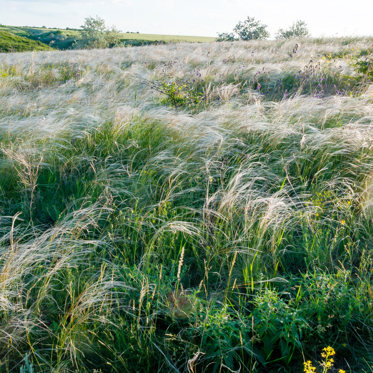 Stipa capillata - Federgras - Stipa