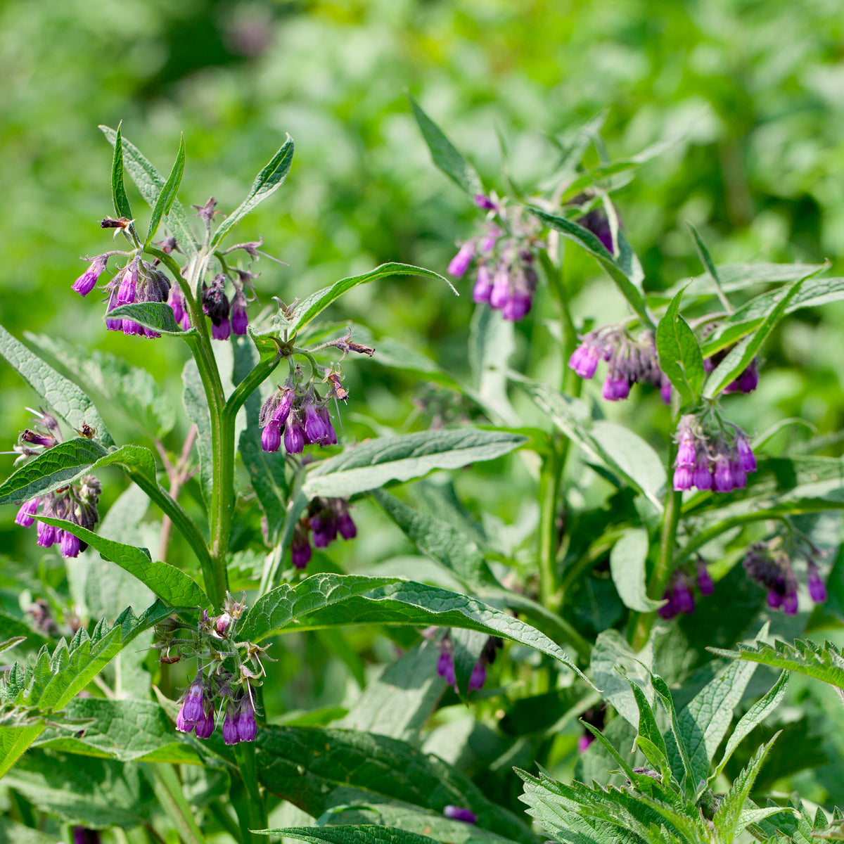 Großer Beinwell Purpureum - Symphytum officinale purpureum - Bakker