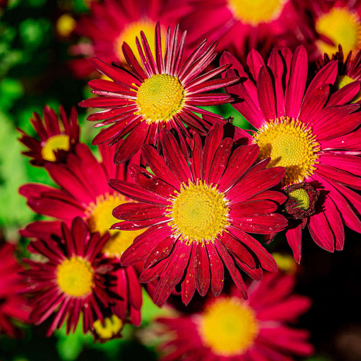 Bunte Margerite 'Robinsons Rot' - Bakker