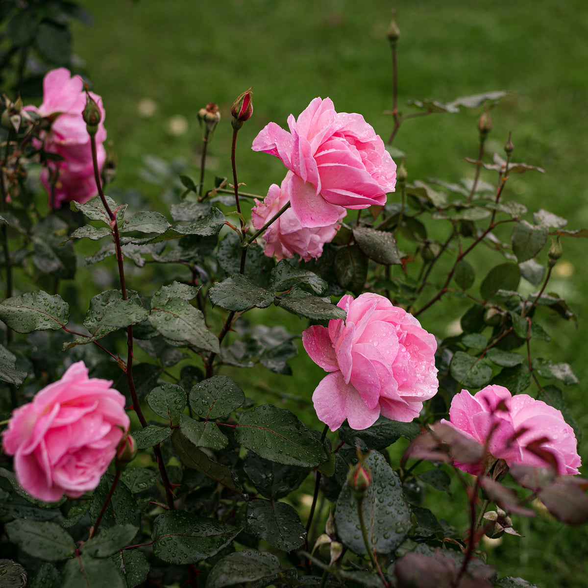Verkauf Rose Queen Elisabeth - Rosa Queen Elisabeth