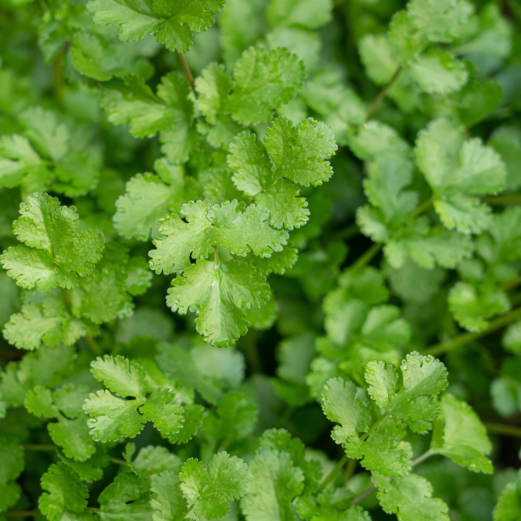 frischen koriander aufbewahren Saatgut Koriander - Coriandrum sativum