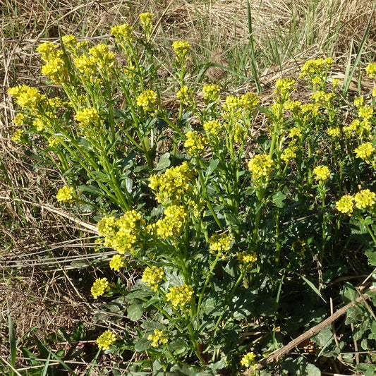 Winterkresse - Bakker