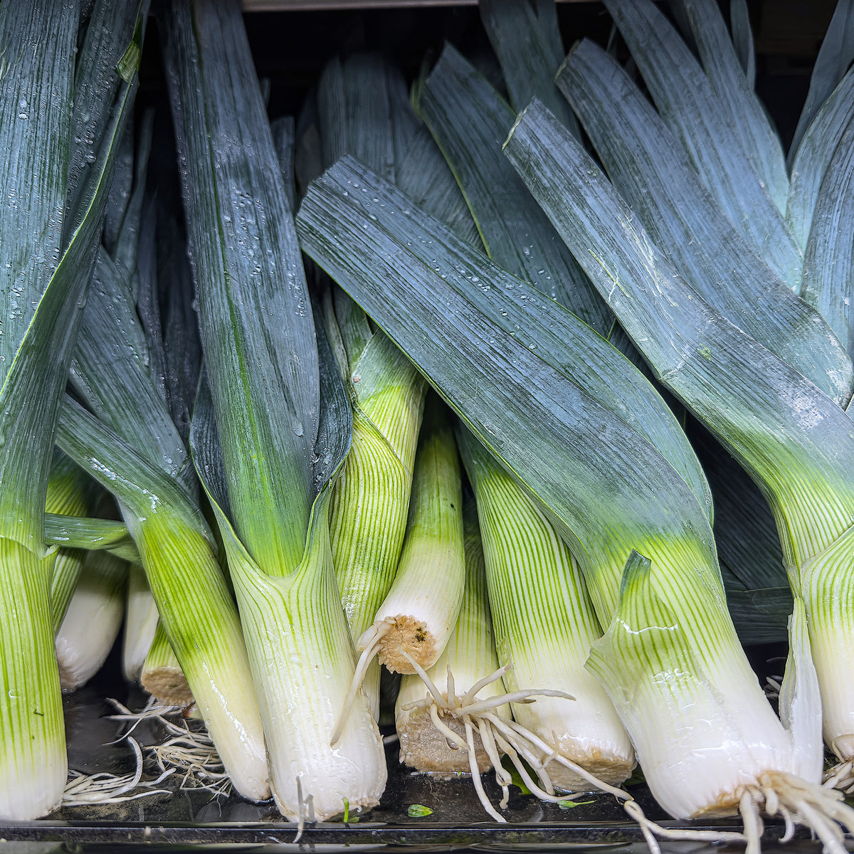 Lauch ‘Monstrueux de Carentan 2’ Bio - Allium porrum Monstrueux de Carentan 2 - Bakker