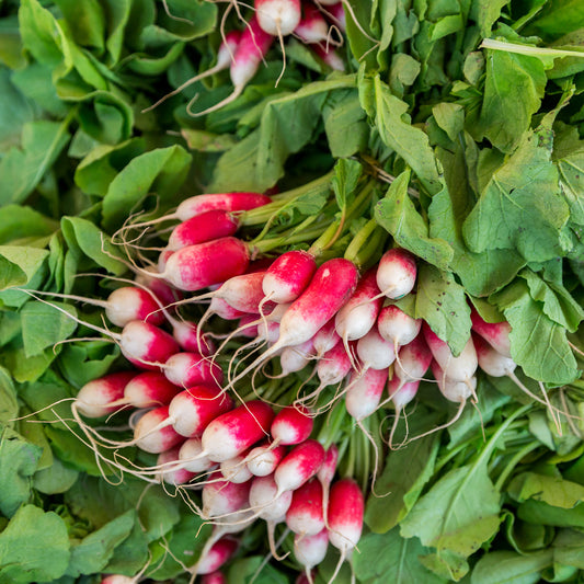 Radieschen French Breakfast BIO - Bakker