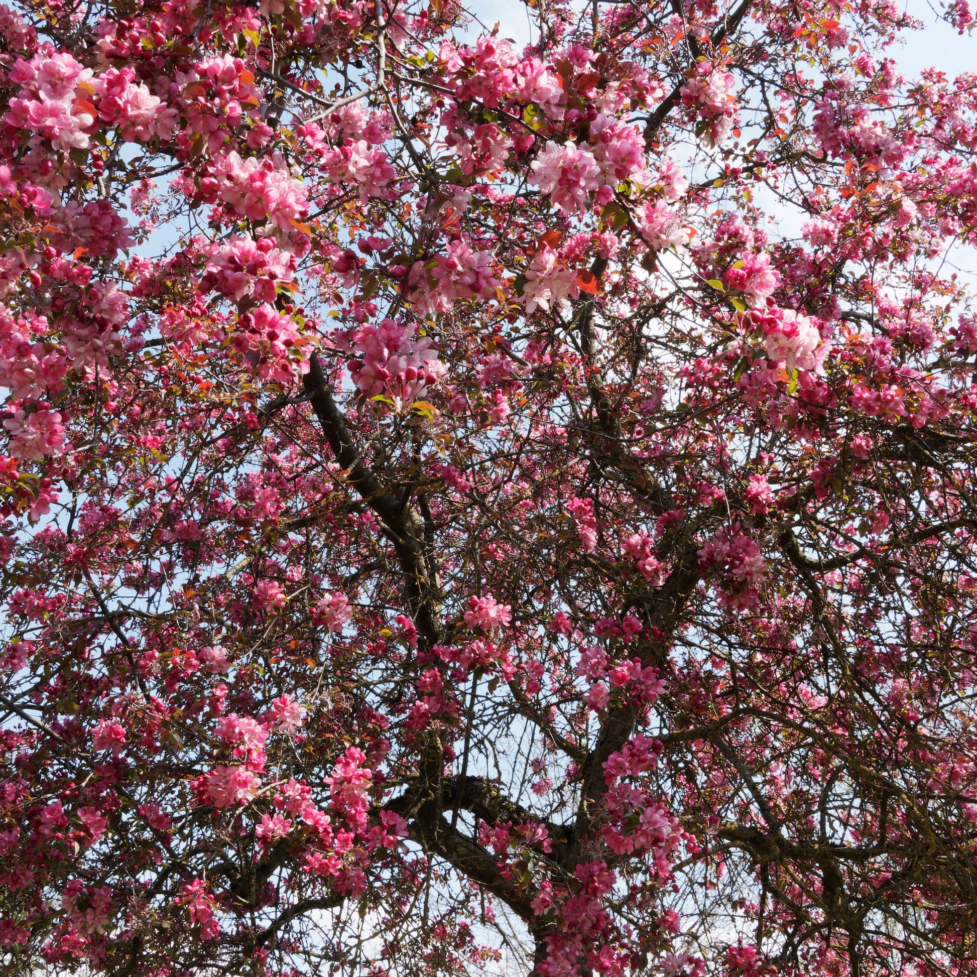 Zierapfel - Zierapfel Liset - Malus 'liset'