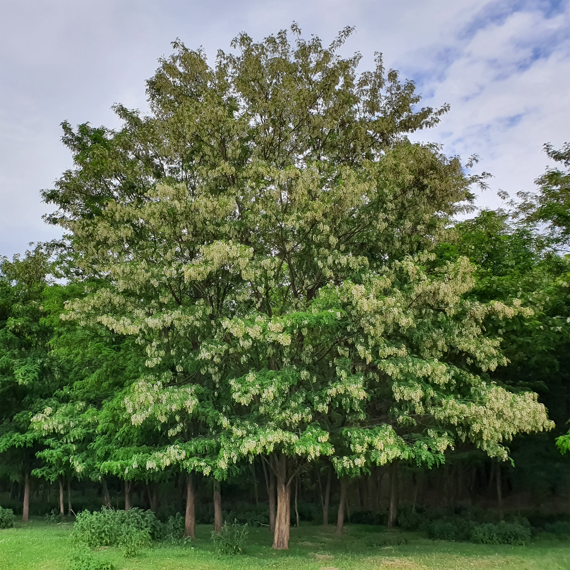Robinie - Robinia pseudoacacia