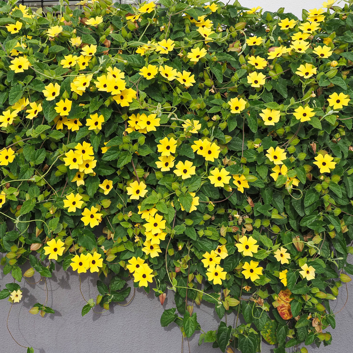 Thunbergia alata Sunny Susy® - Schwarzäugige Susanne - Kletterpflanzen
