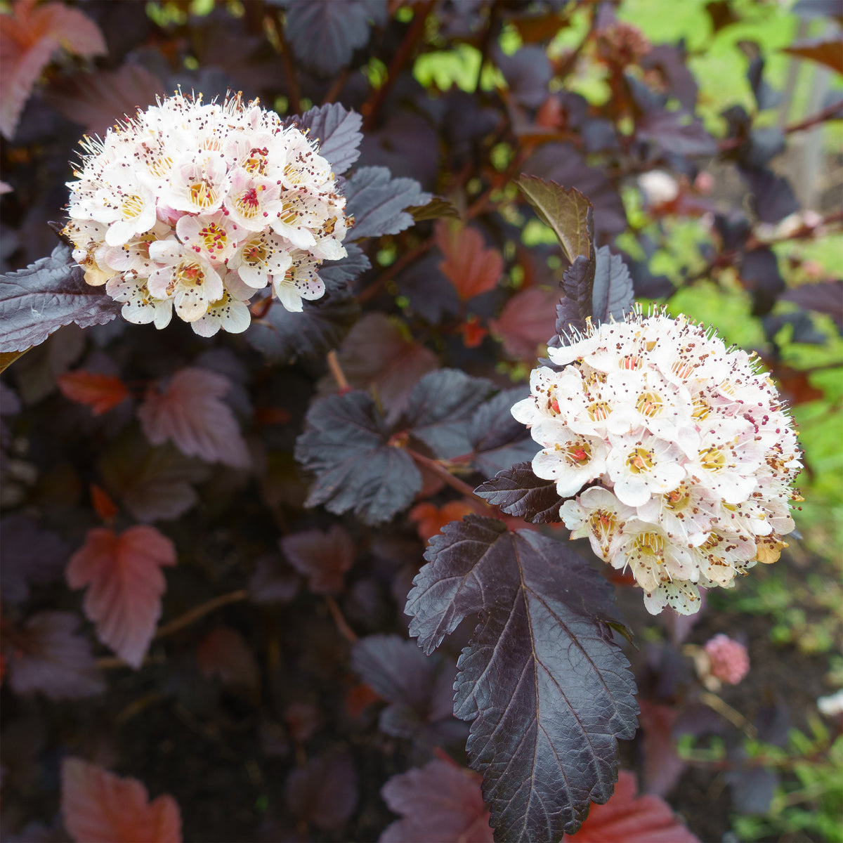 Fasanenspiere Red Baron - Physocarpus opulifolius Red Baron - Bakker