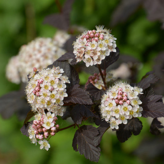 Fasanenspiere Red Baron - Bakker