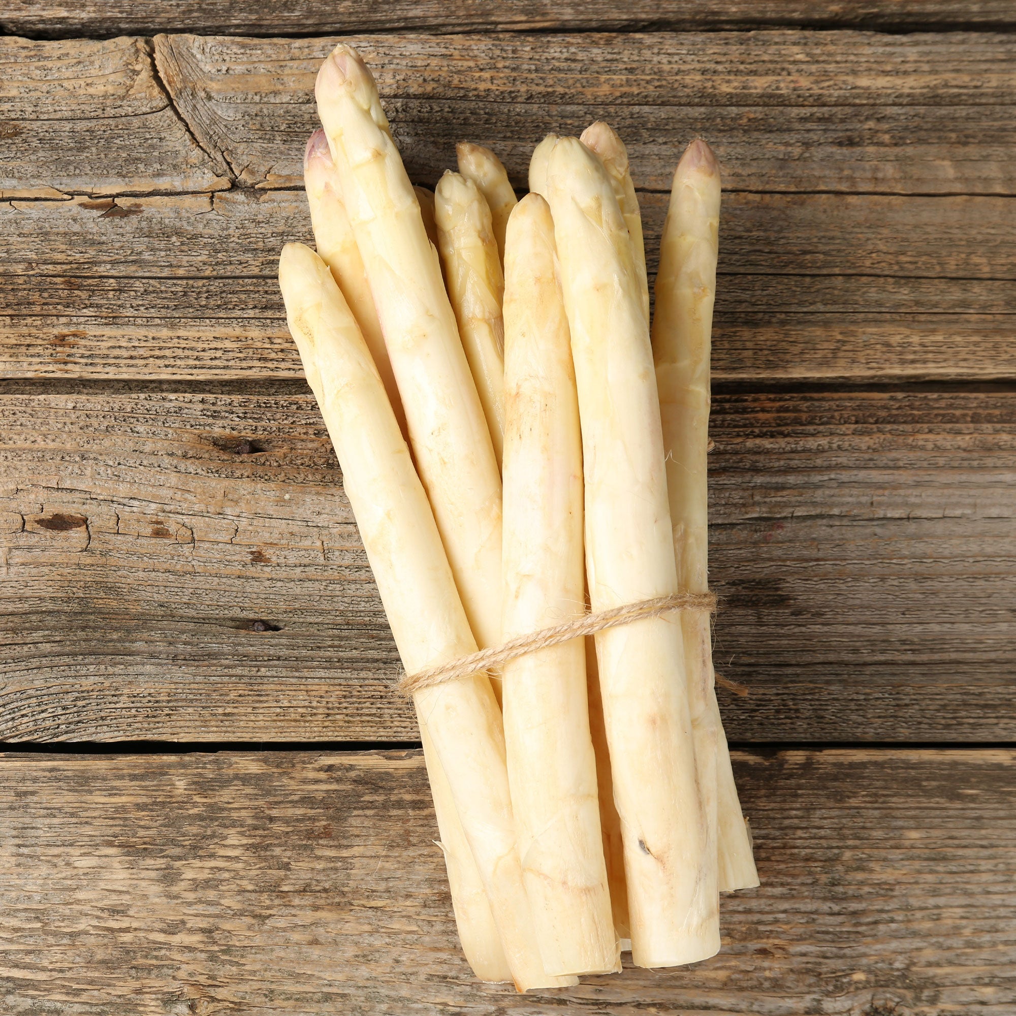 Spargel Argenteuil (x10) - Asparagus officinalis argenteuil