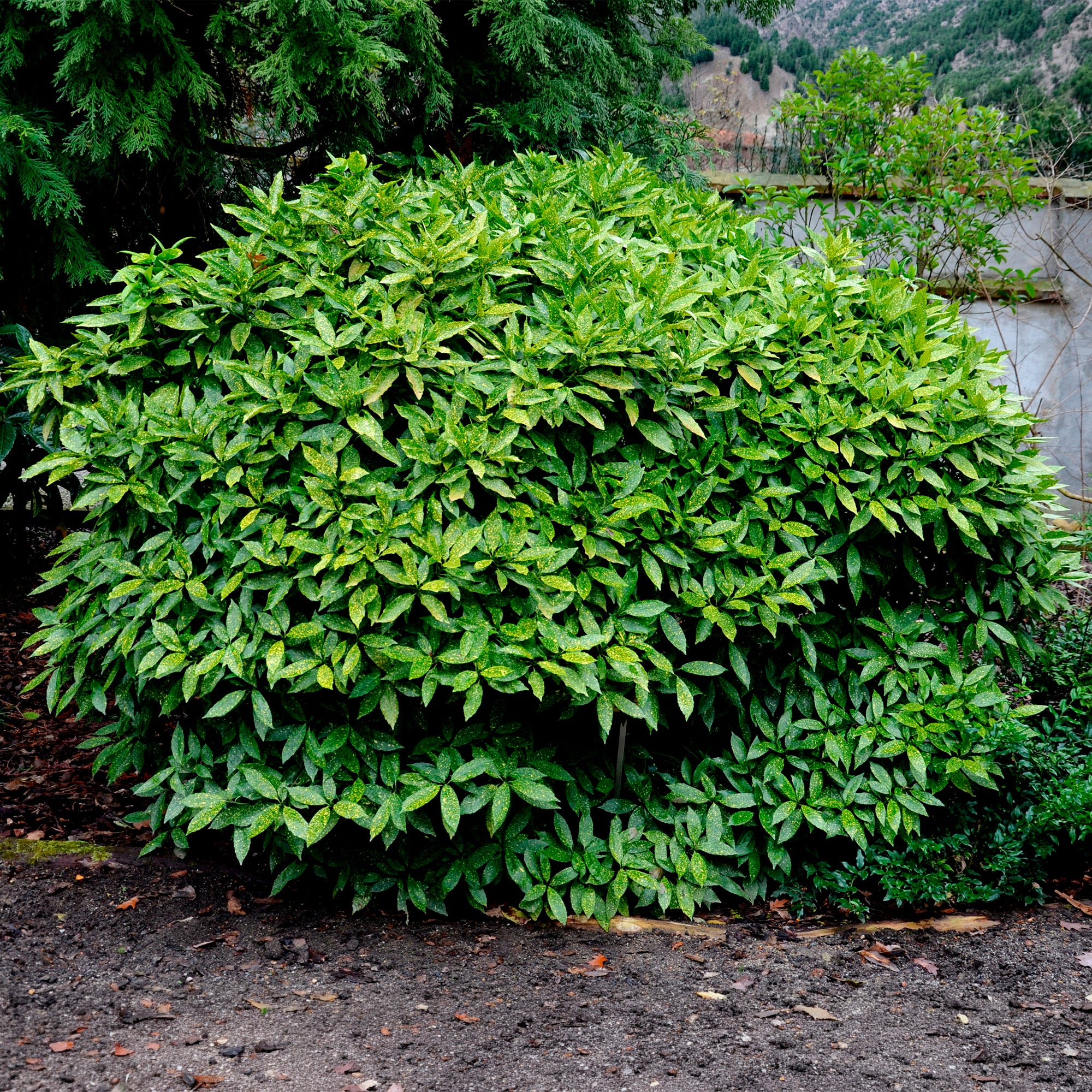 Japanische Aukube - Aucuba japonica variegata