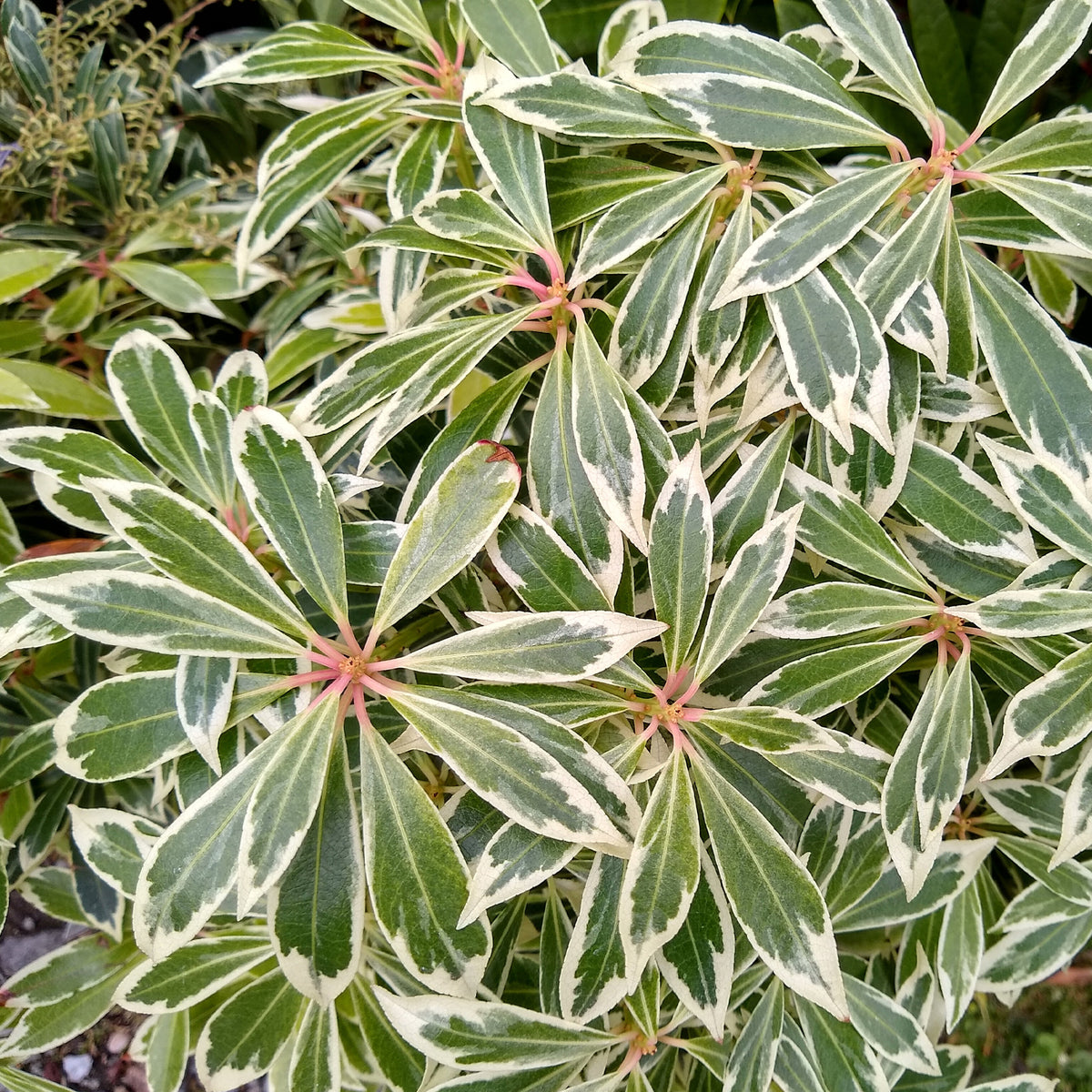 Pieris japonica Flaming Silver - Bunte Lavendelheide - Balkonblumen