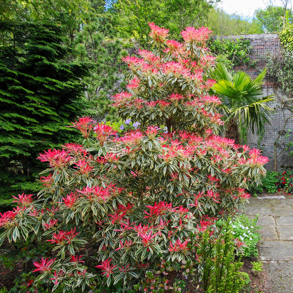 Bunte Lavendelheide - Pieris japonica Flaming Silver - Bakker