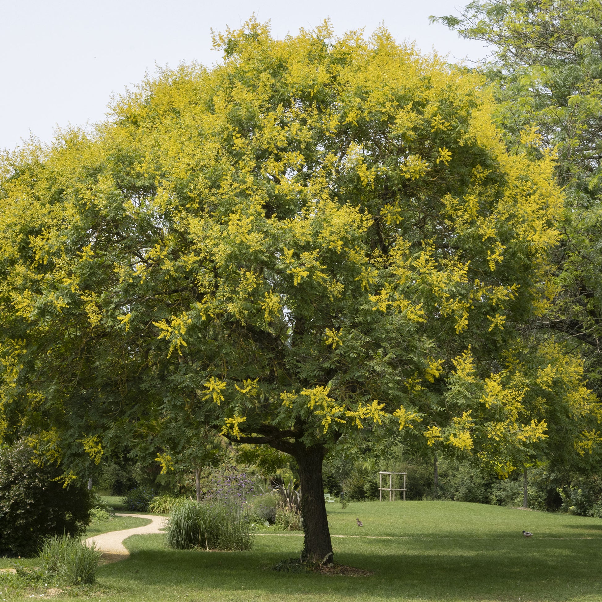 Blasenesche - Bakker