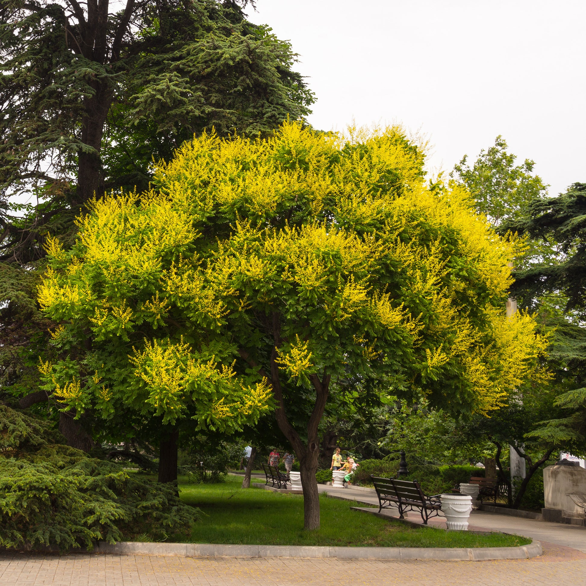 Blasenesche - Bäume - Bakker