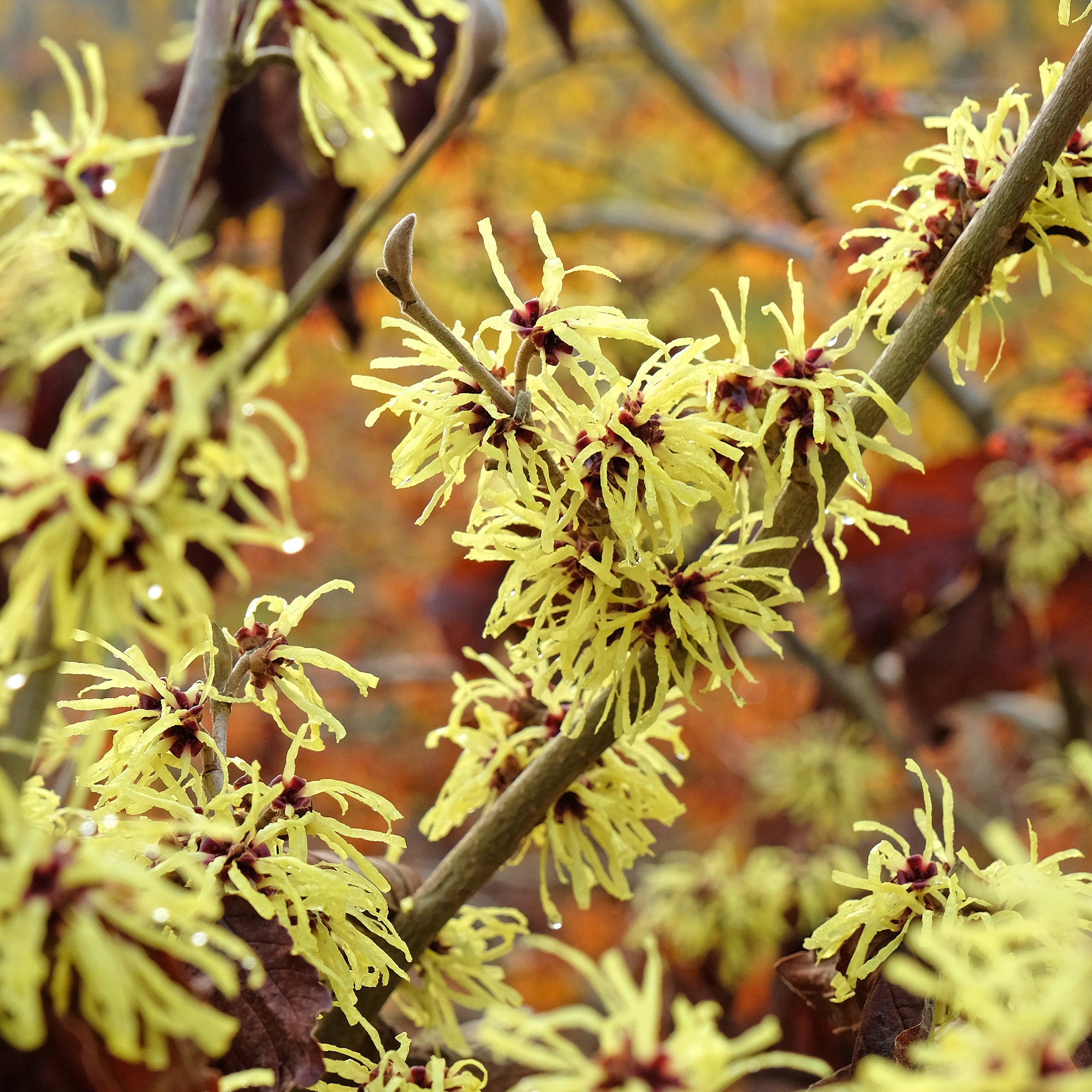 Zaubernuss 'Sunburst' - Hamamelis intermedia 'sunburst'