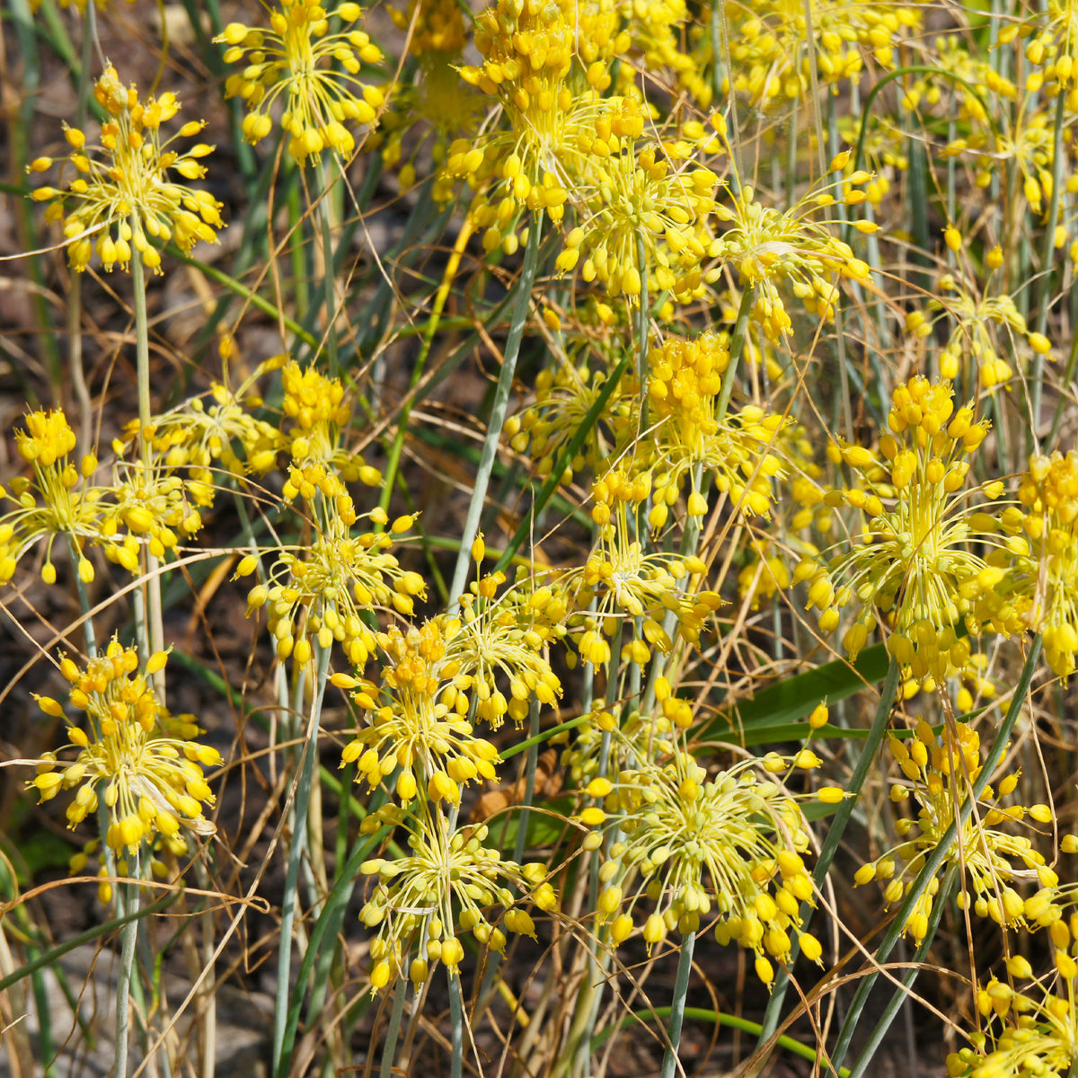 Gelber Lauch - Allium flavum - Bakker
