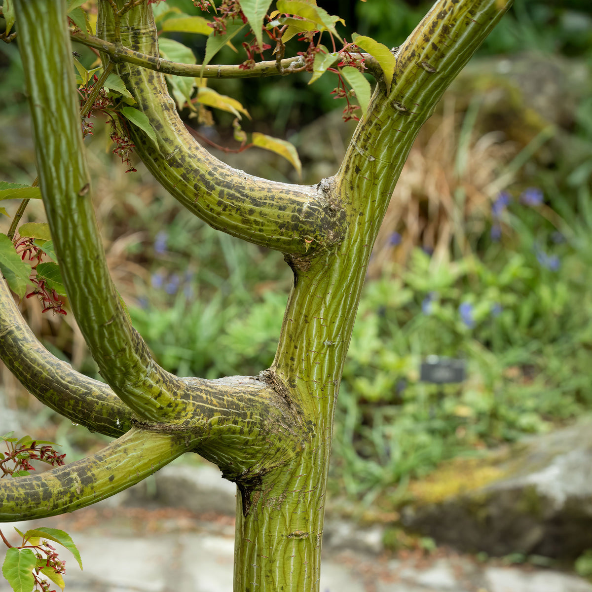 Verkauf Schlangenhaut-Ahorn - Acer davidii
