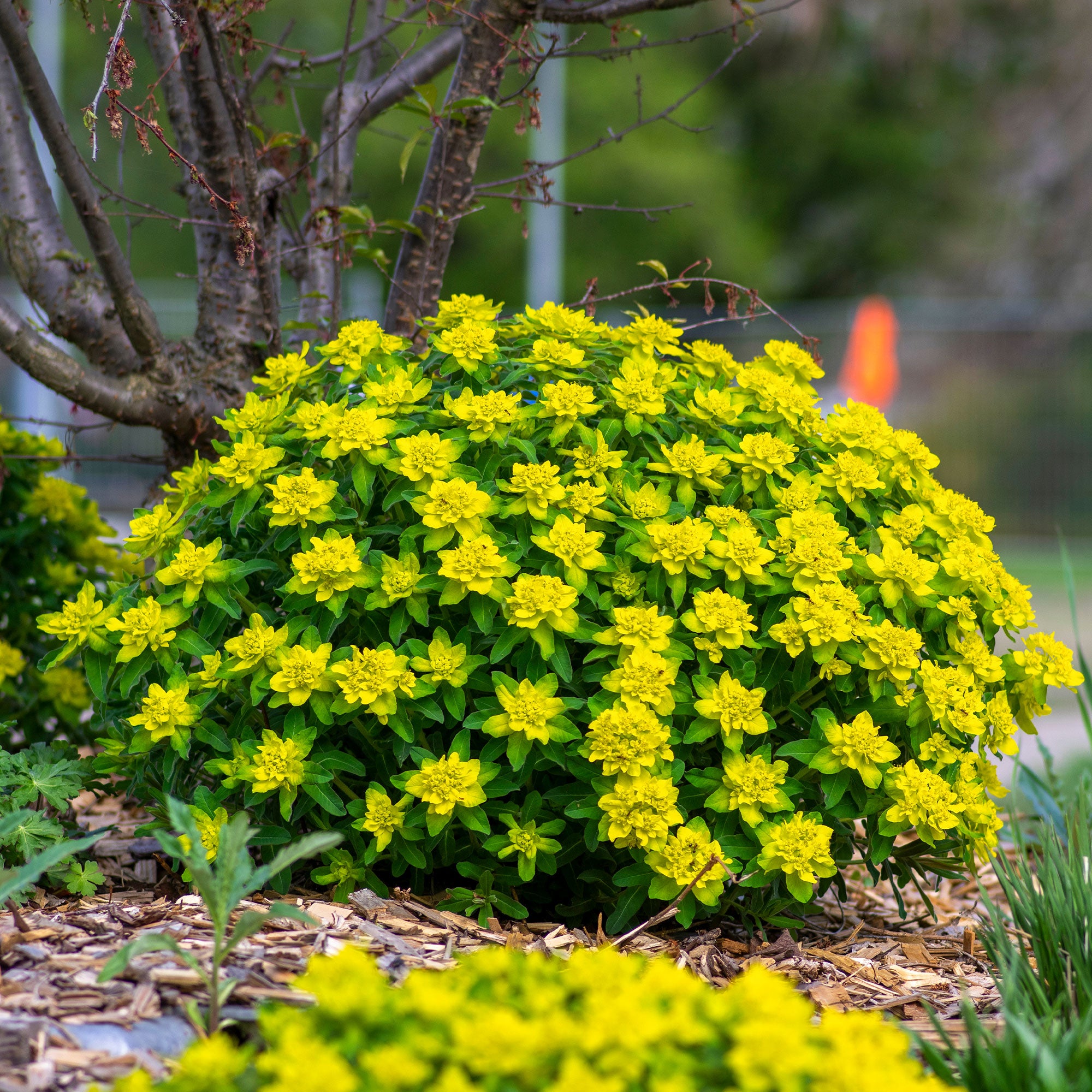 Gold-Wolfsmilch - Euphorbia polychroma