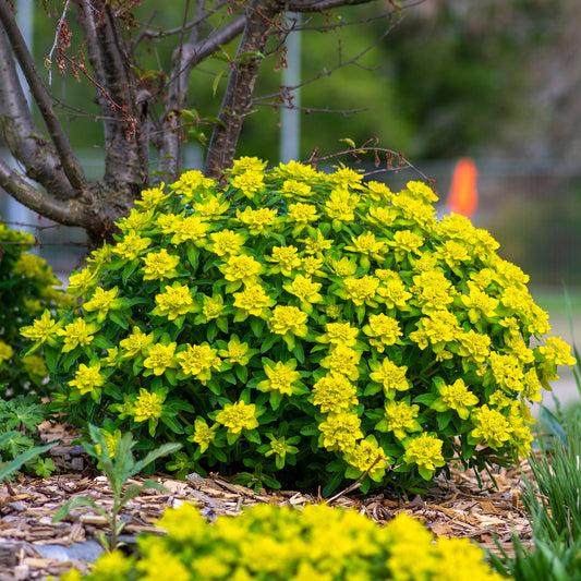 Gold-Wolfsmilch - Bakker
