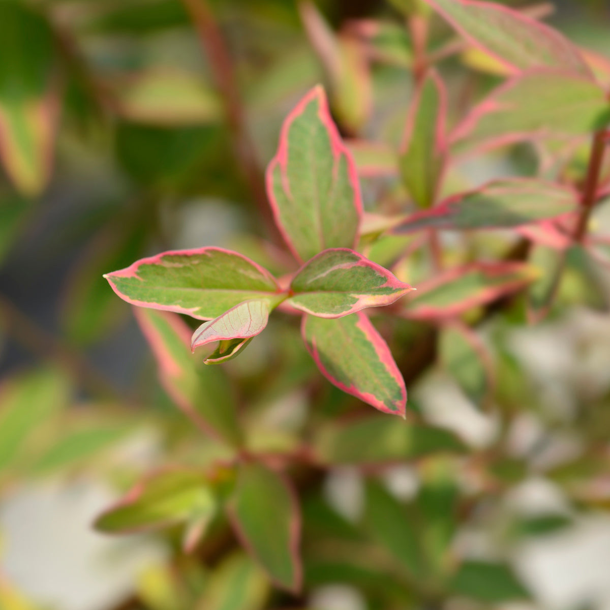 Hypericum x moserianum 'tricolor' - Johanniskraut Tricolor - Sträucher
