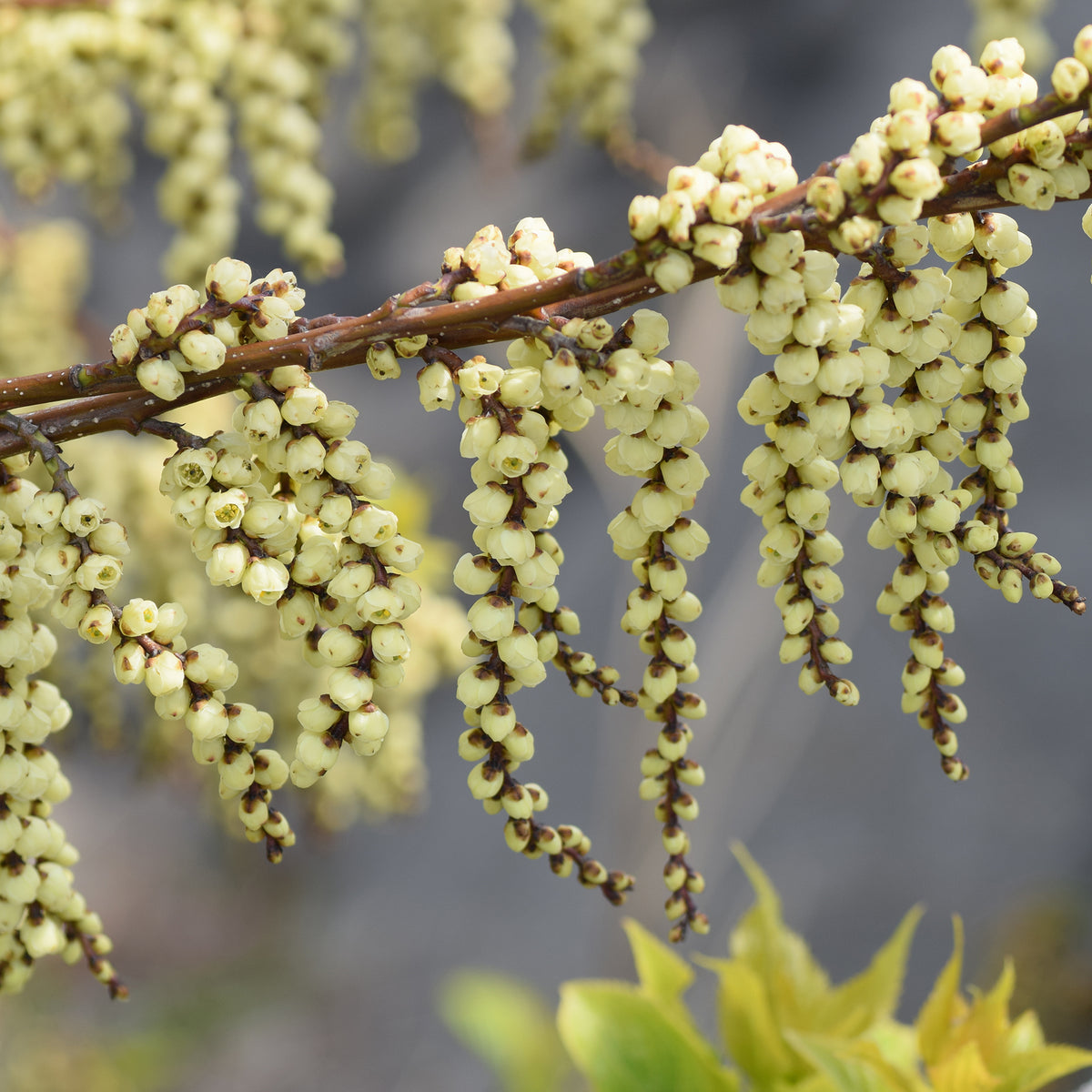 Verkauf Perlschweif - Stachyurus chinensis Joy Forever