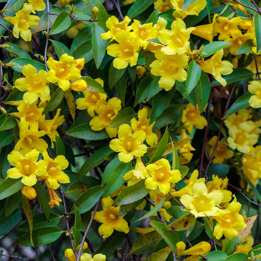 Carolina-Jasmin - Bakker