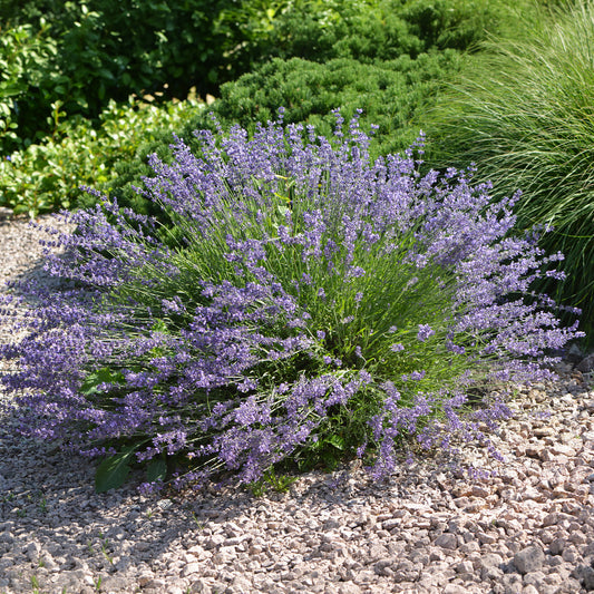 Lavendel Dutch - Bakker