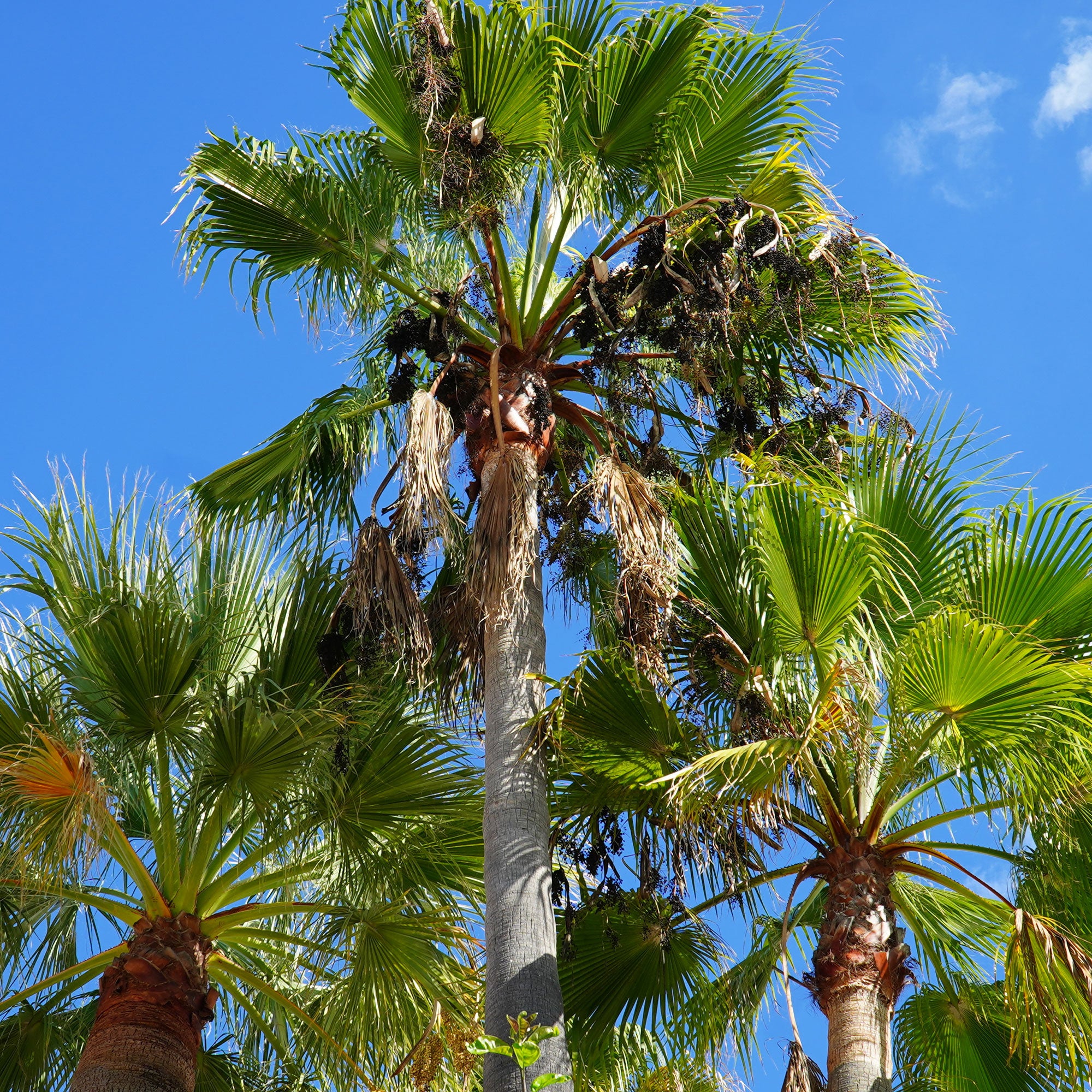 Mexikanische Fächerpalme - Washingtonia robusta