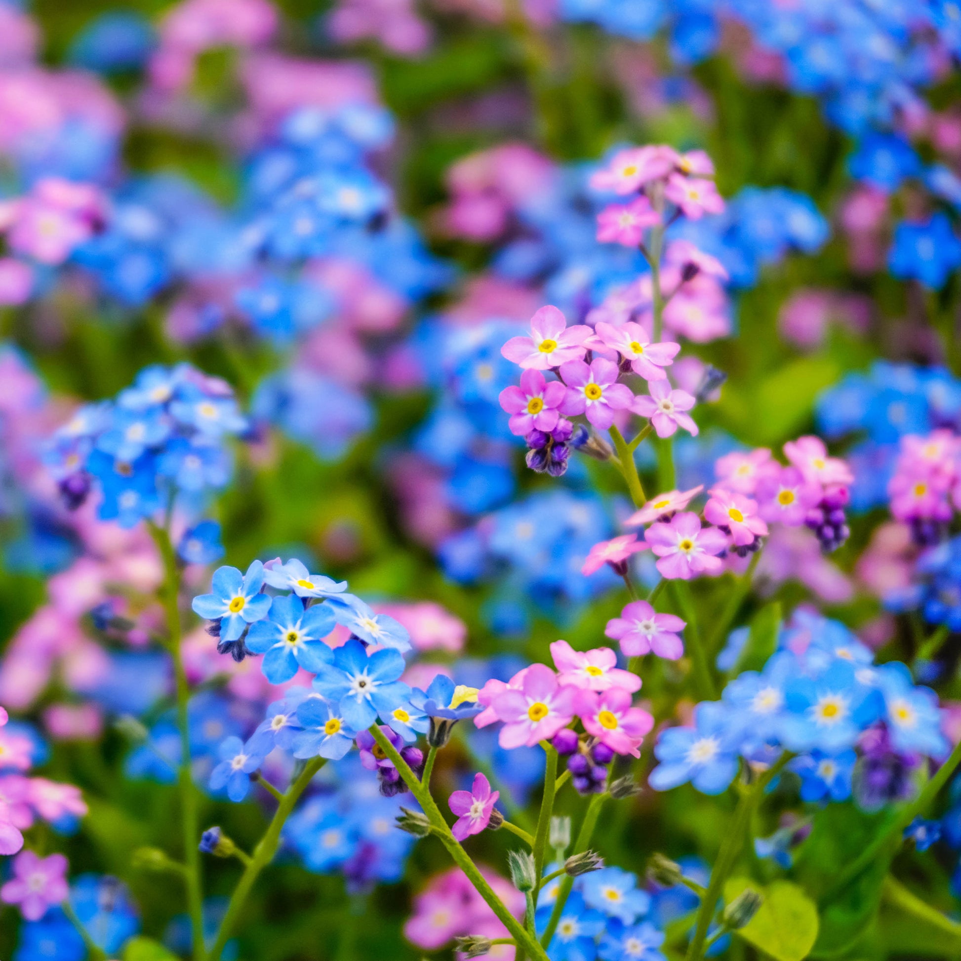 Alpen-Vergissmeinnicht Mischung - Myosotis alpestris - Bakker