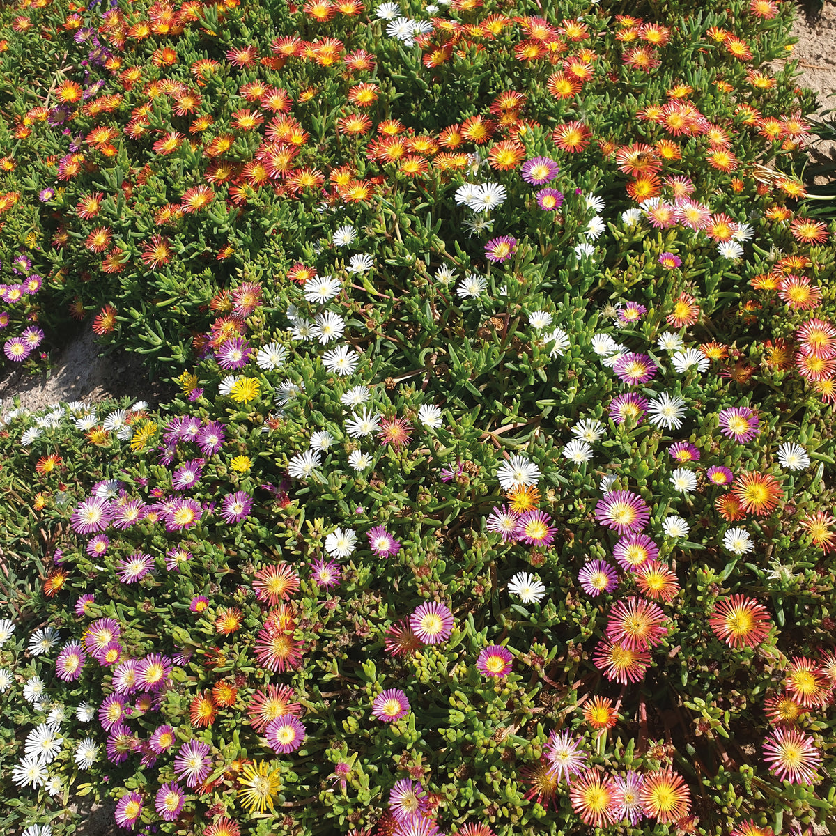 Mittagsblumen Mischung (x3) - Delosperma cooperi - Bakker
