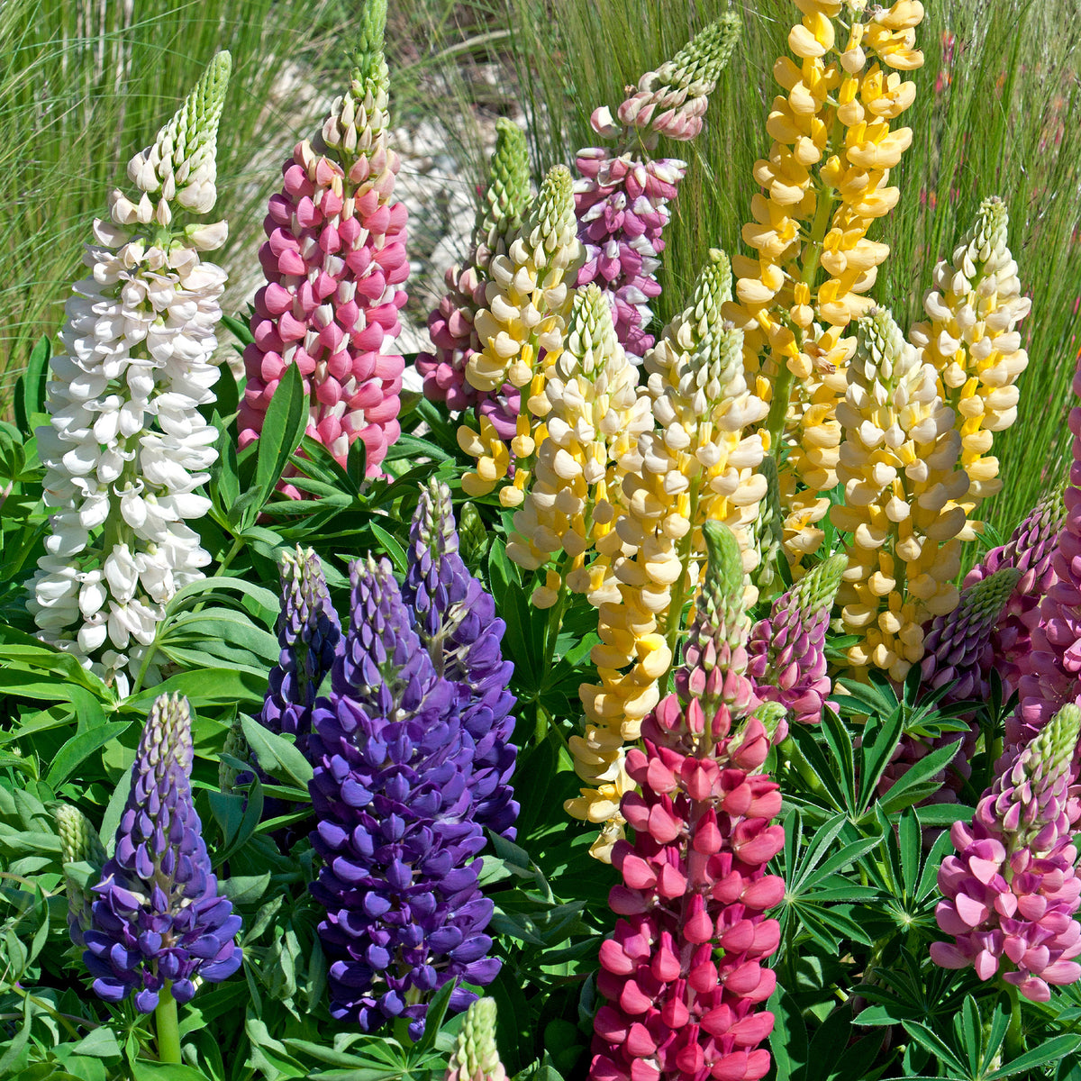 Lupinen Russel Mischung (x5) - Bakker