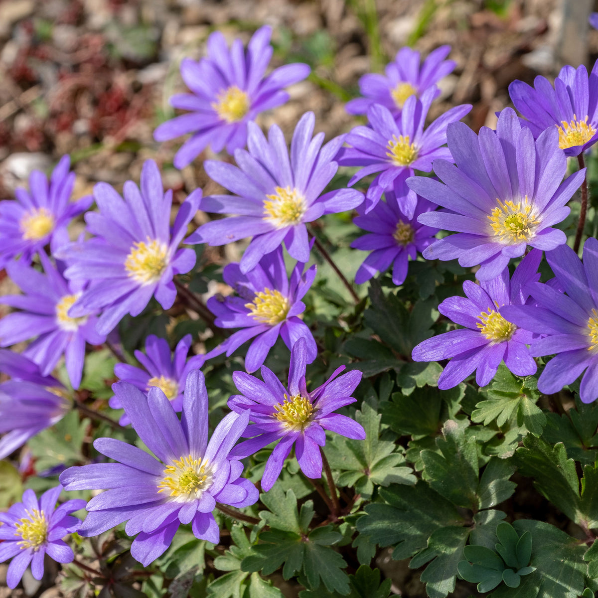 Anemone blanda Blue Shades - Balkan-Windröschen 'Blue Shades' (x30) - Anemonen-Zwiebeln