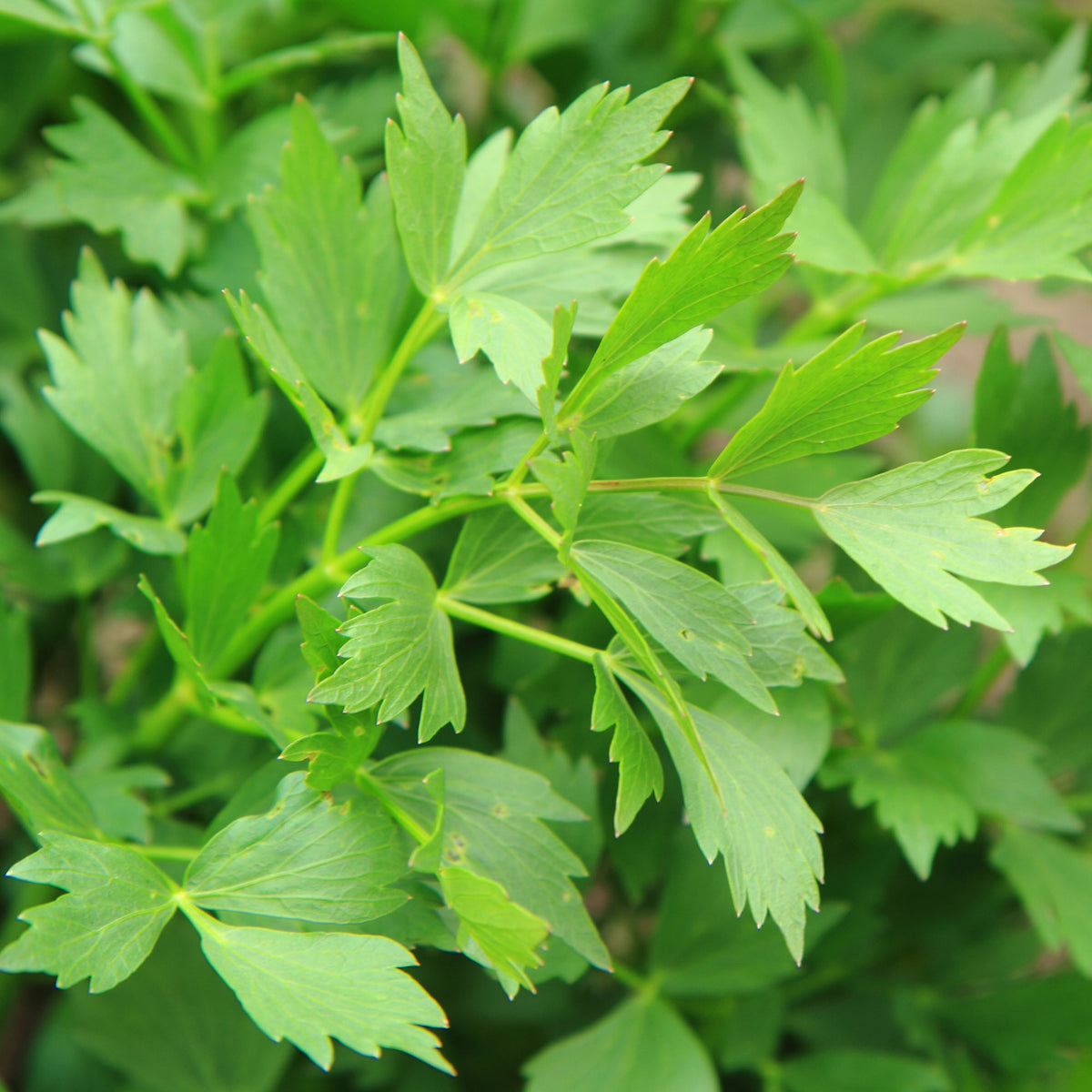 Maggikraut Bio - Bakker