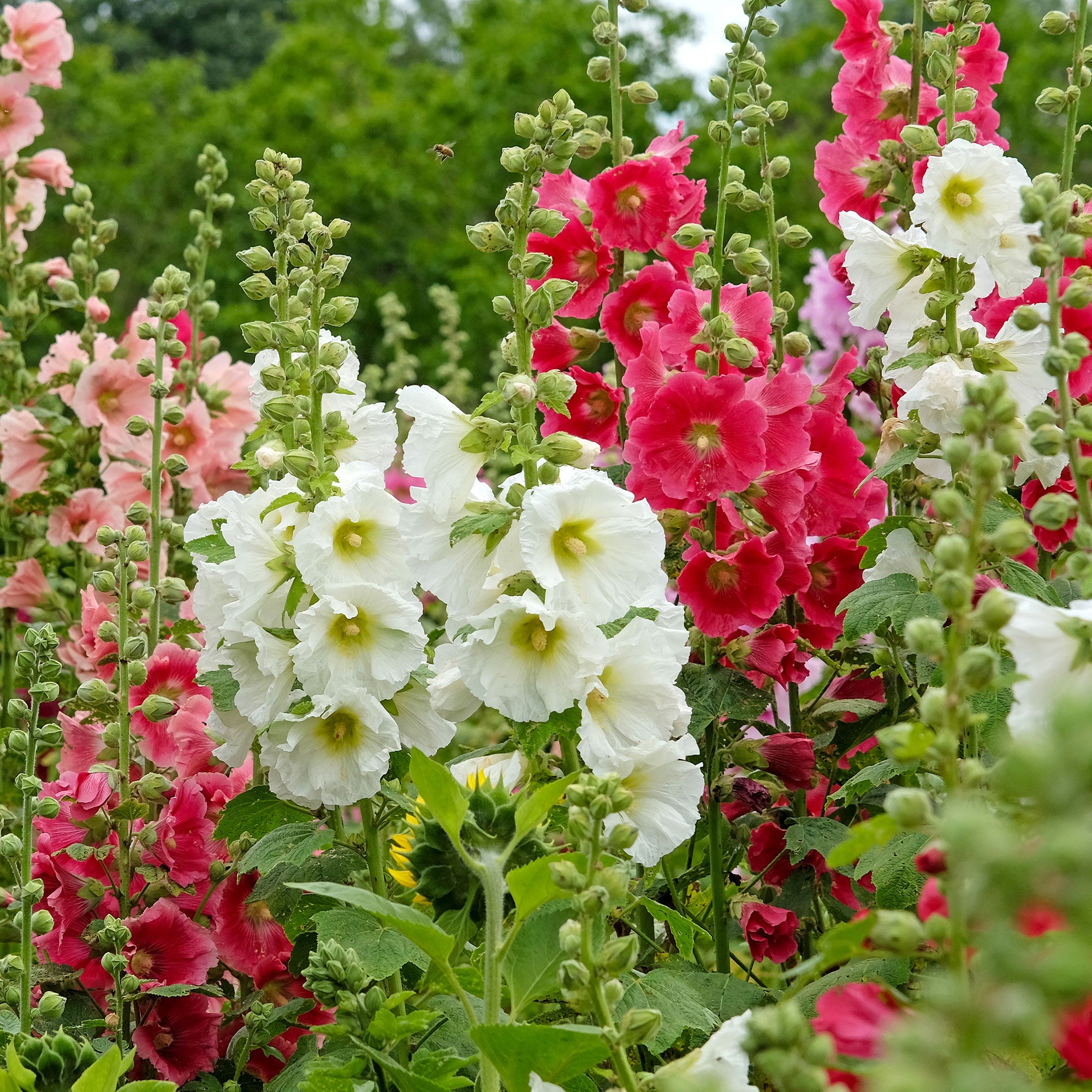 Saatgut Stockrose Antwerp Stars Mischung - Alcea ficifolia